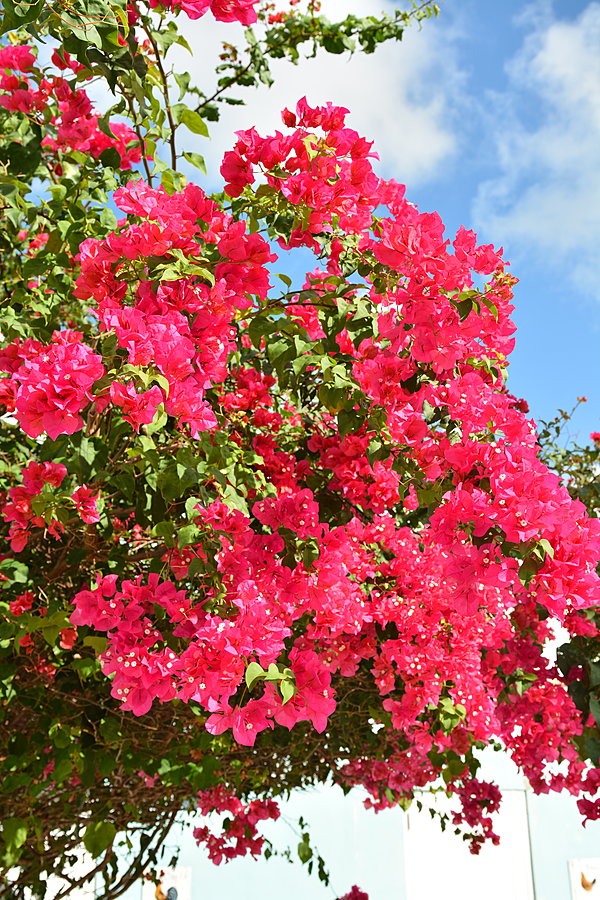 Blomster