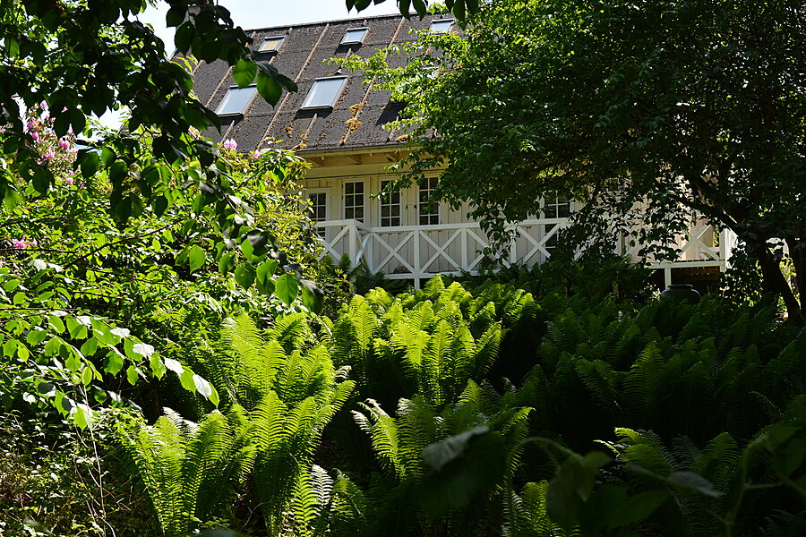 Hus med bregner