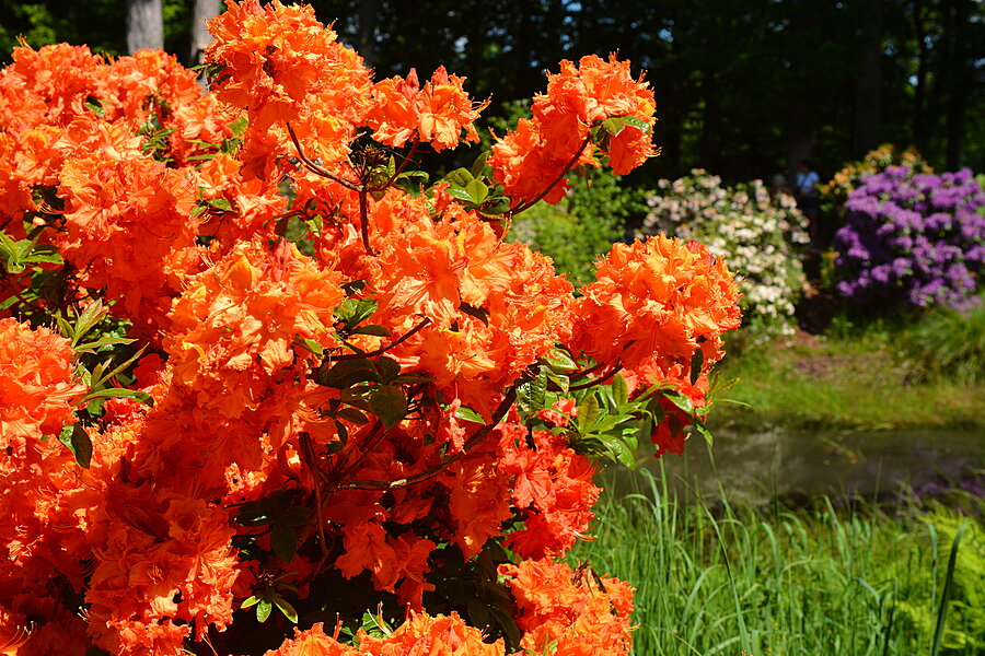Mere orange