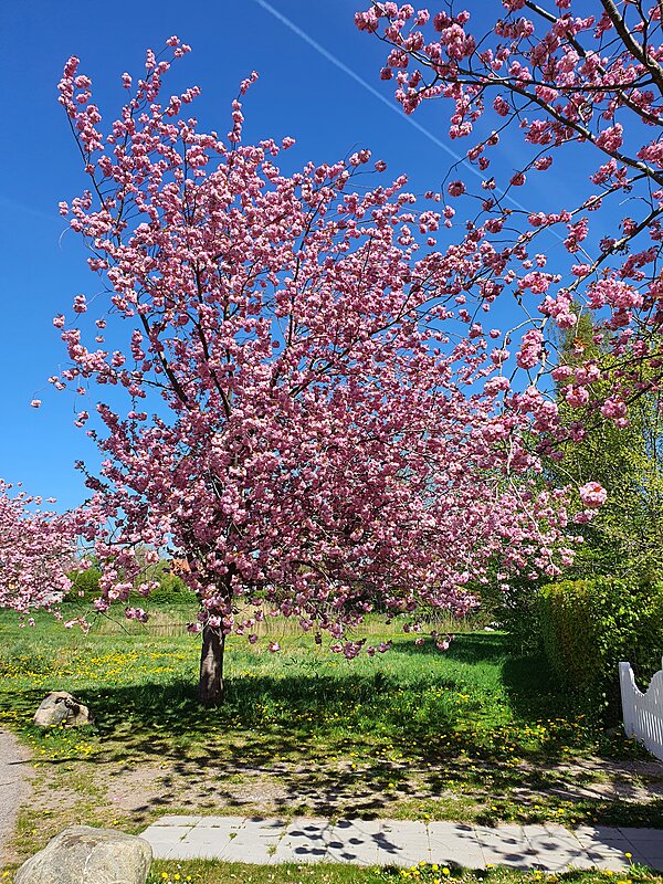 Blomstring