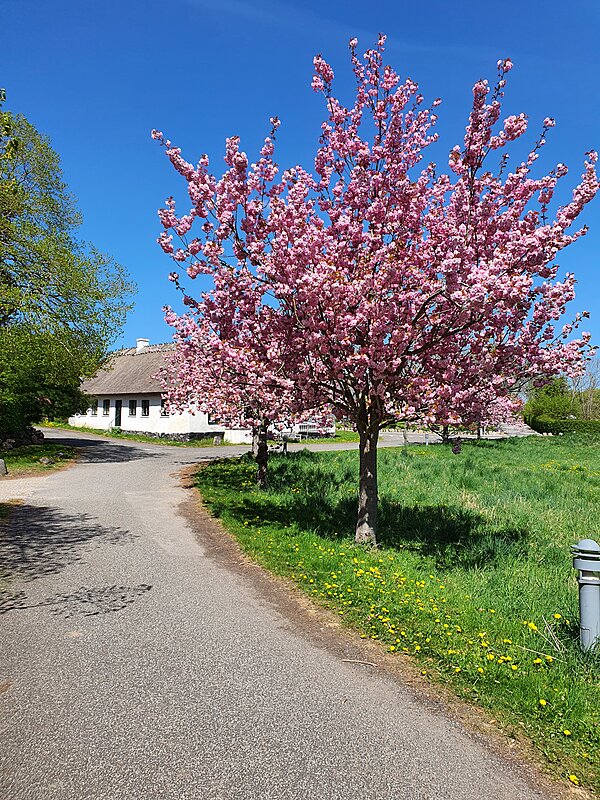 Træ ved Cornelen