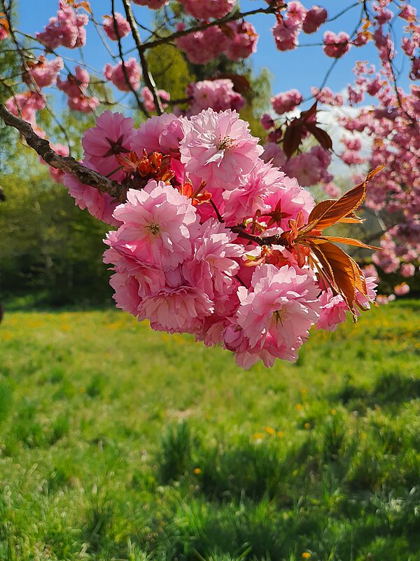 Blomsterklase