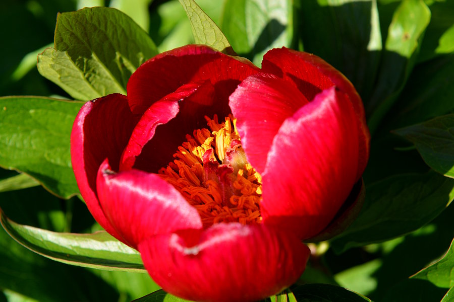 Rød blomst