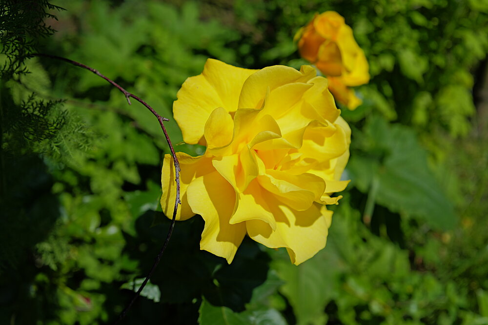 Gul blomst