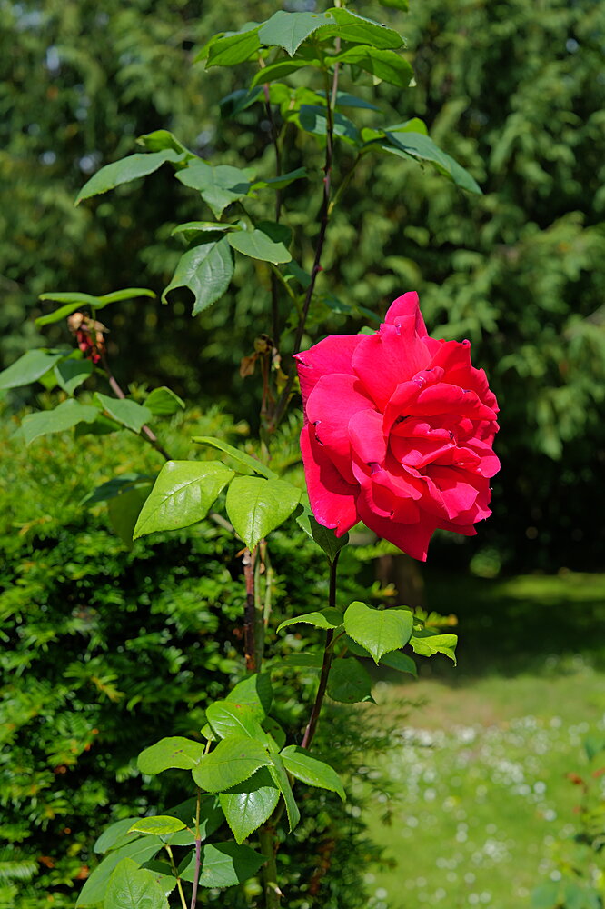 Rød blomst