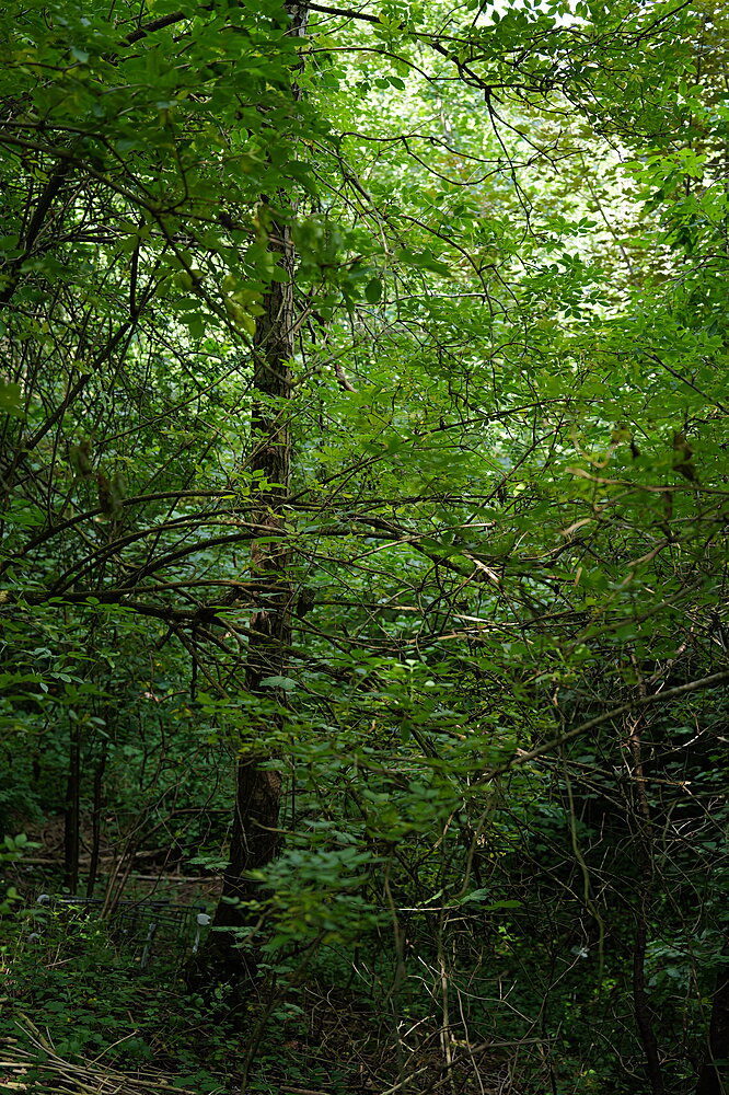 'Urskov'