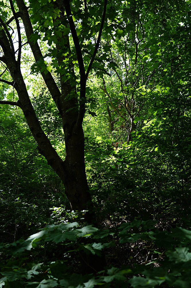 'Urskov'
