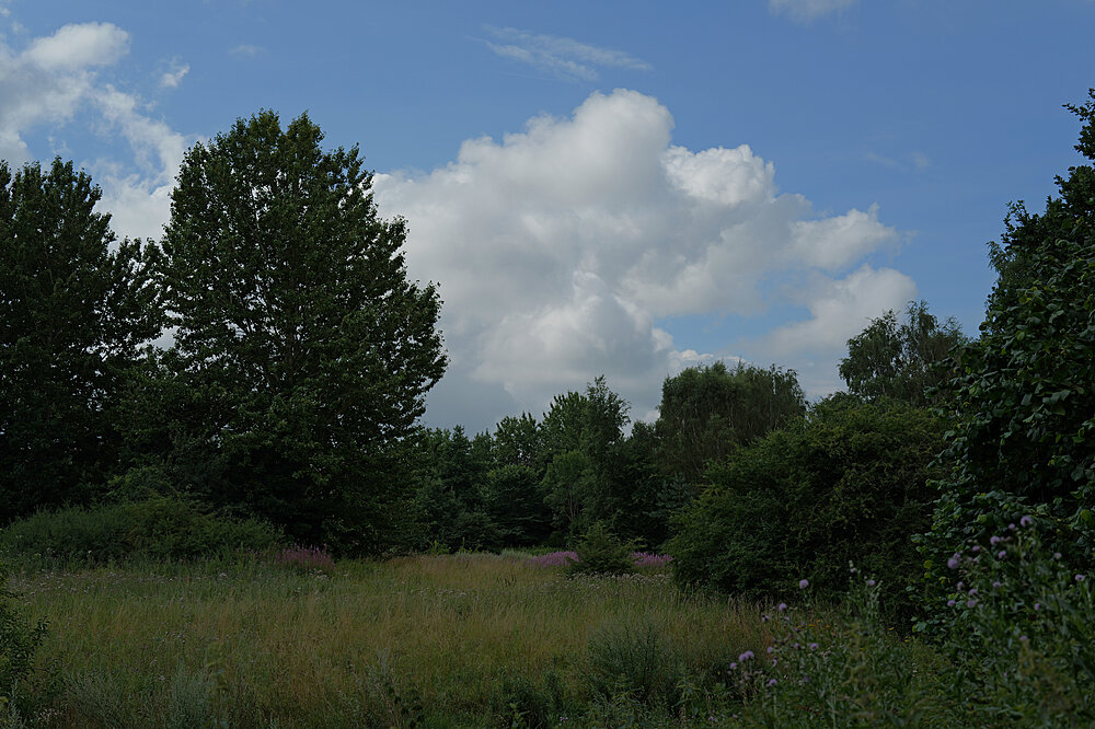 Birkhøjmarken