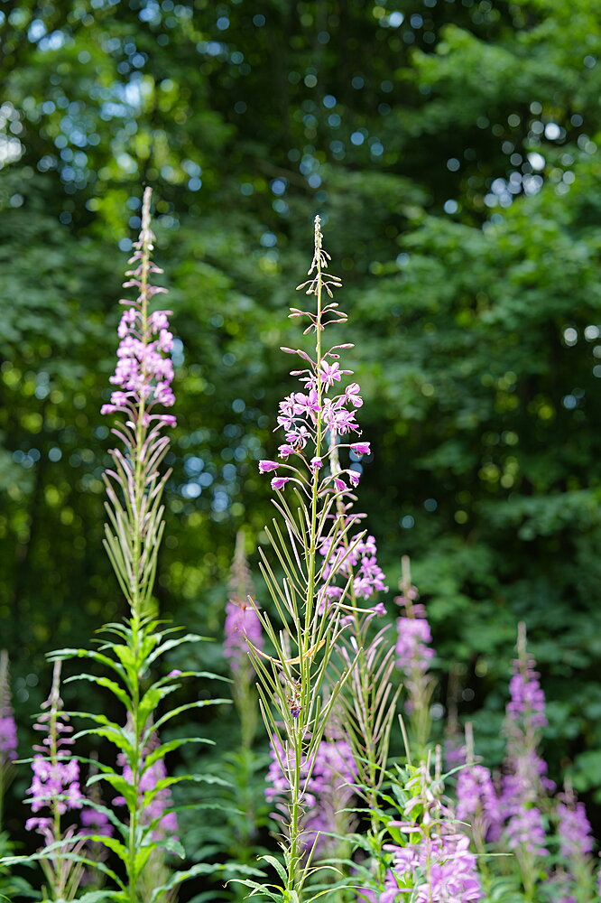Blomster