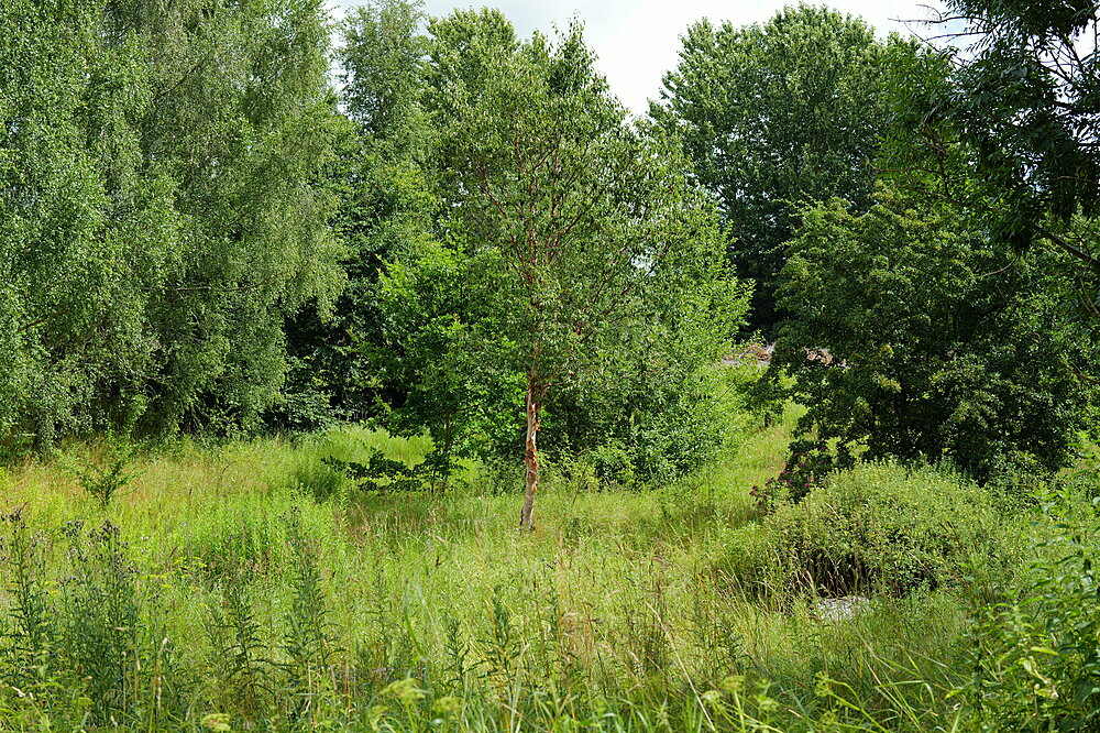 Birkhøjmarken