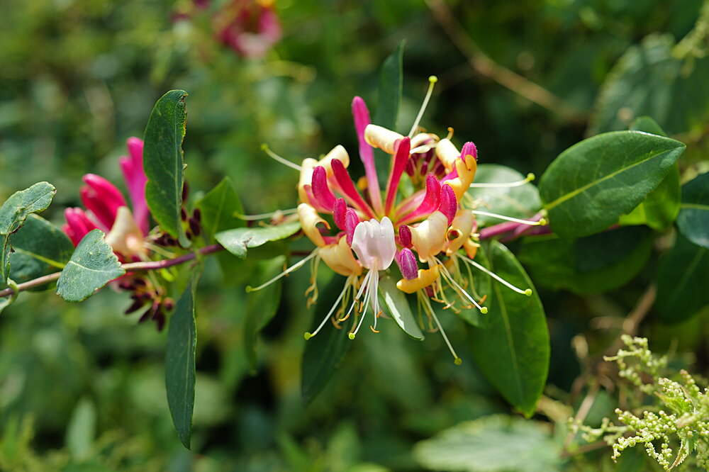 Blomst