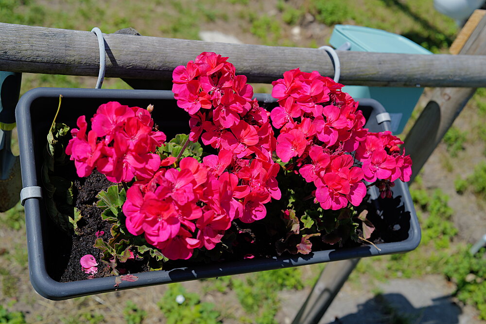 Røde blomster