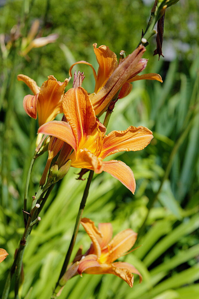 Orange blomster