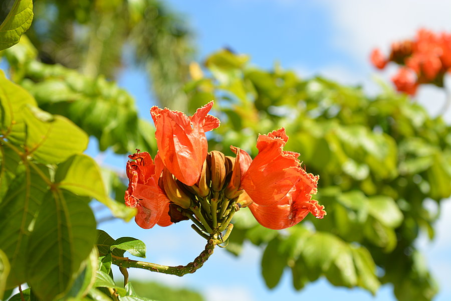 Blomster