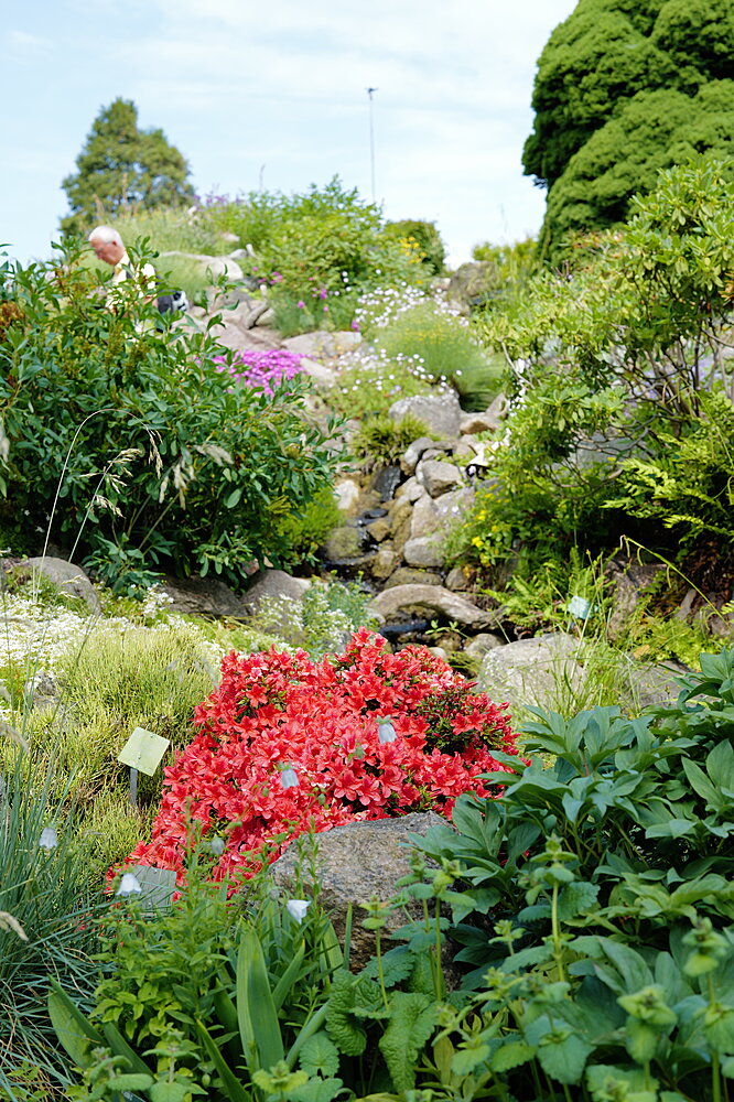 Røde blomster