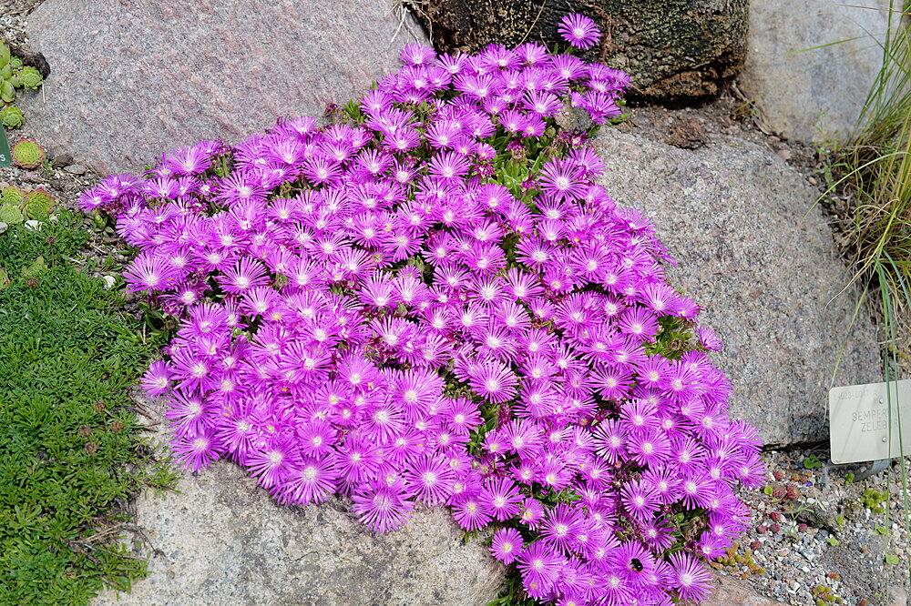 Violette blomster