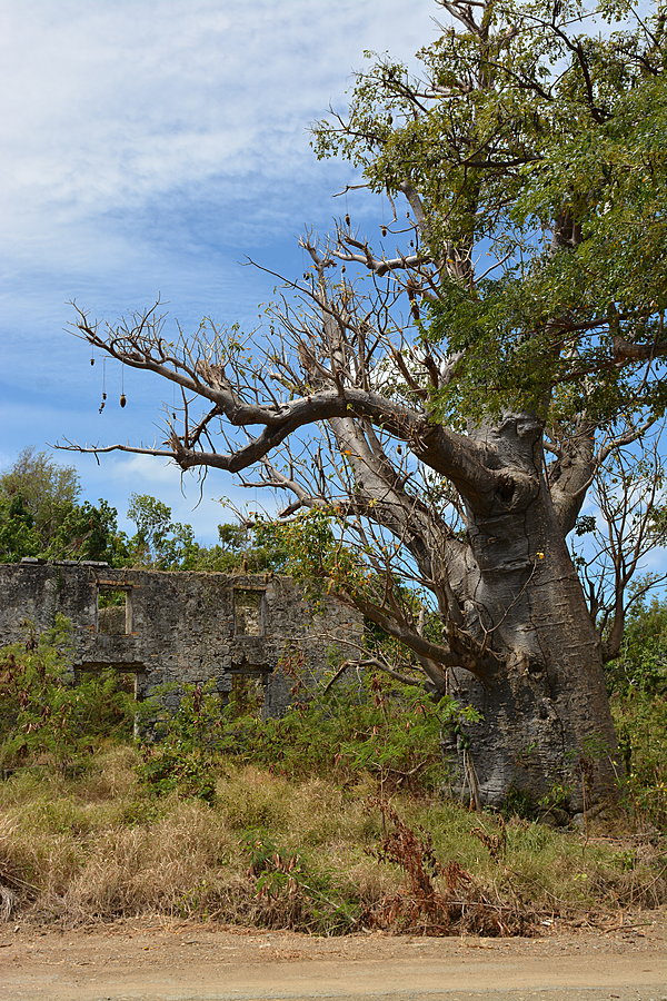Baobabtræ