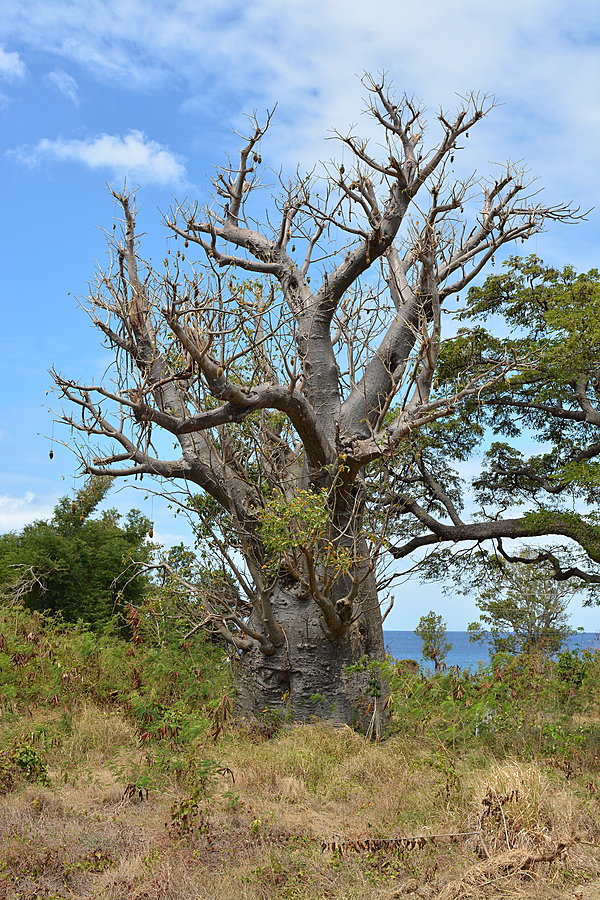 Baobabtræ