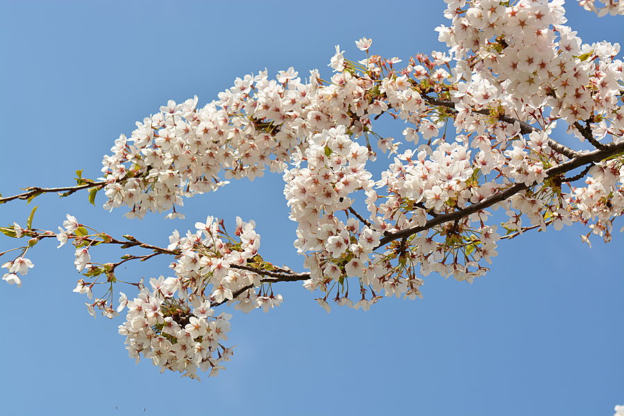 Hvide blomster