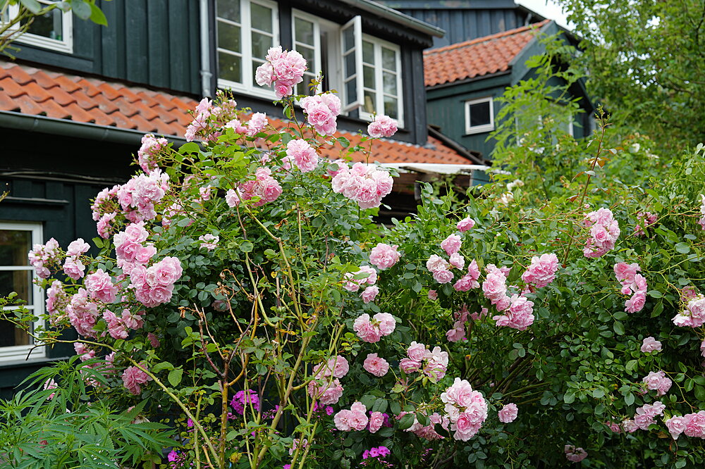 Blomster