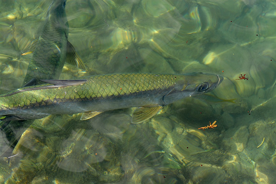 Fisk