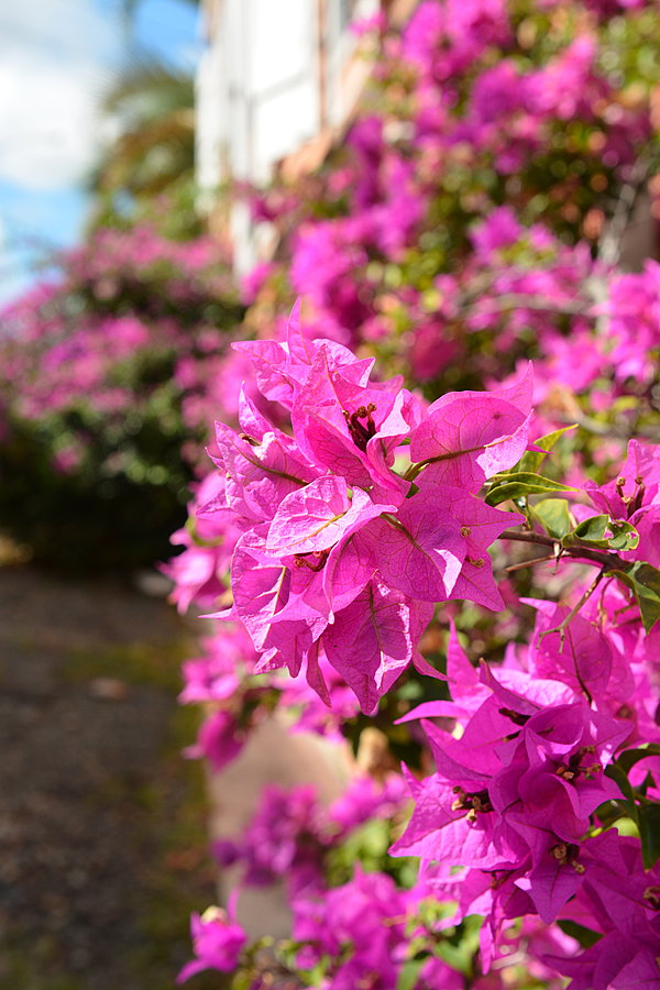 Blomster