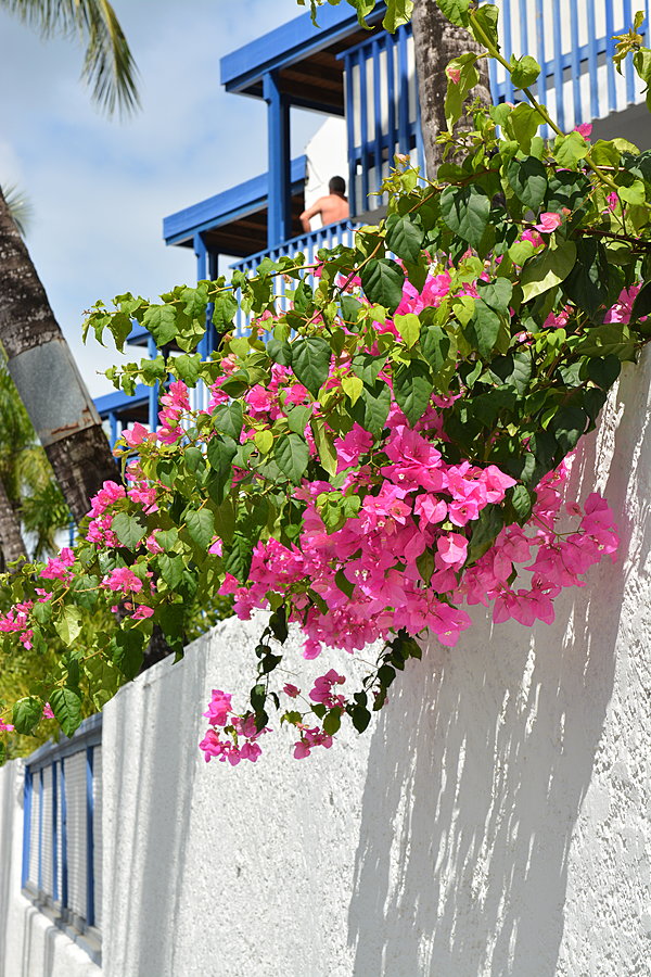 Blomster