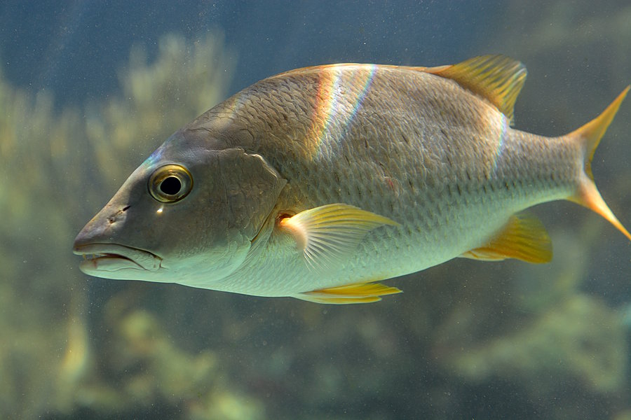 Fisk