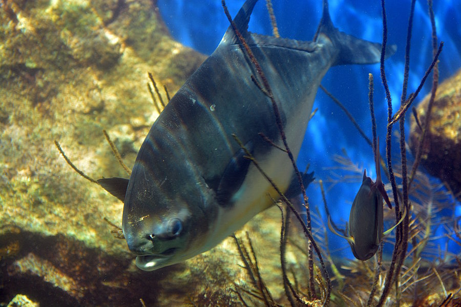 Fisk