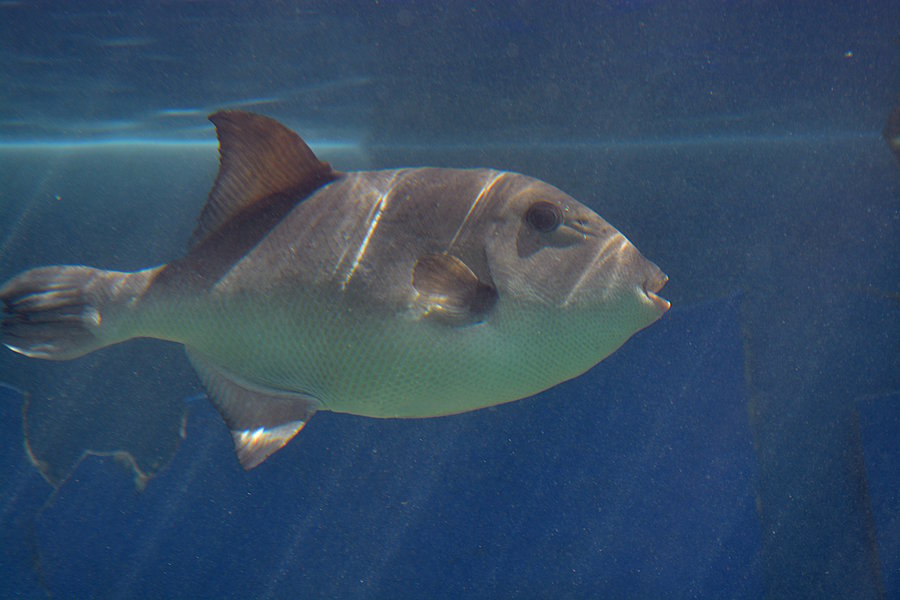Fisk