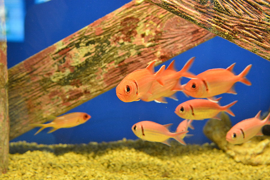 Orange fisk