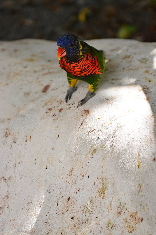 Lorikeet