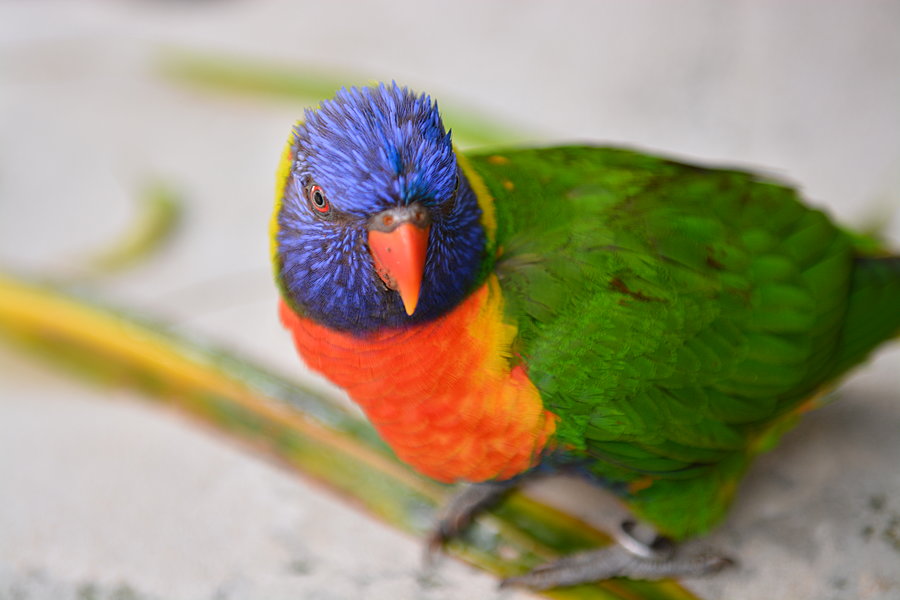 Lorikeet