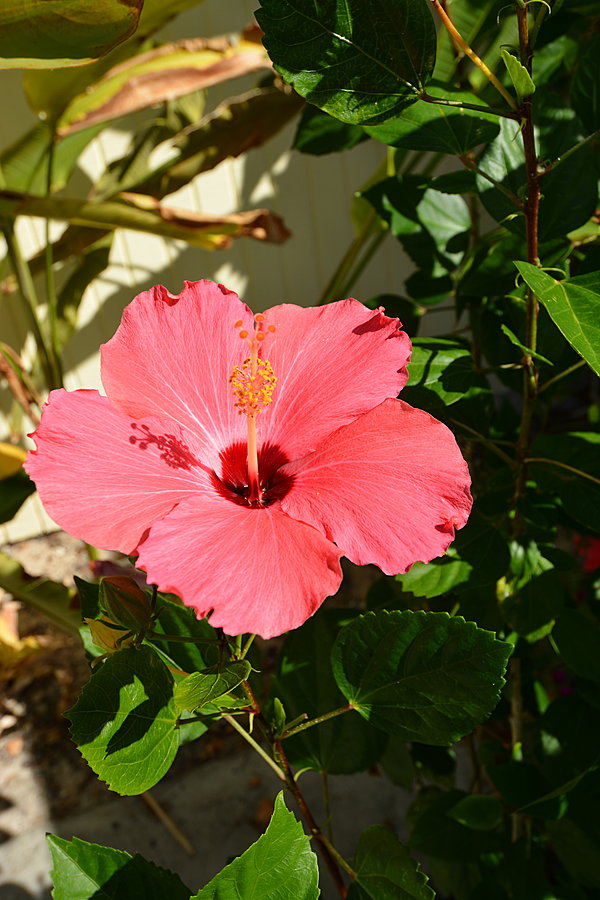 Hibiscus
