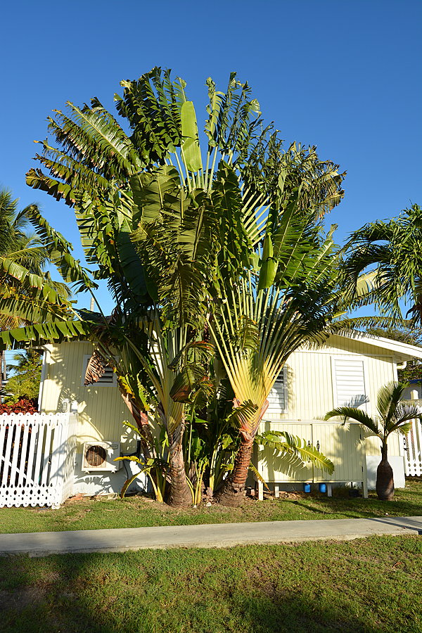 Palme