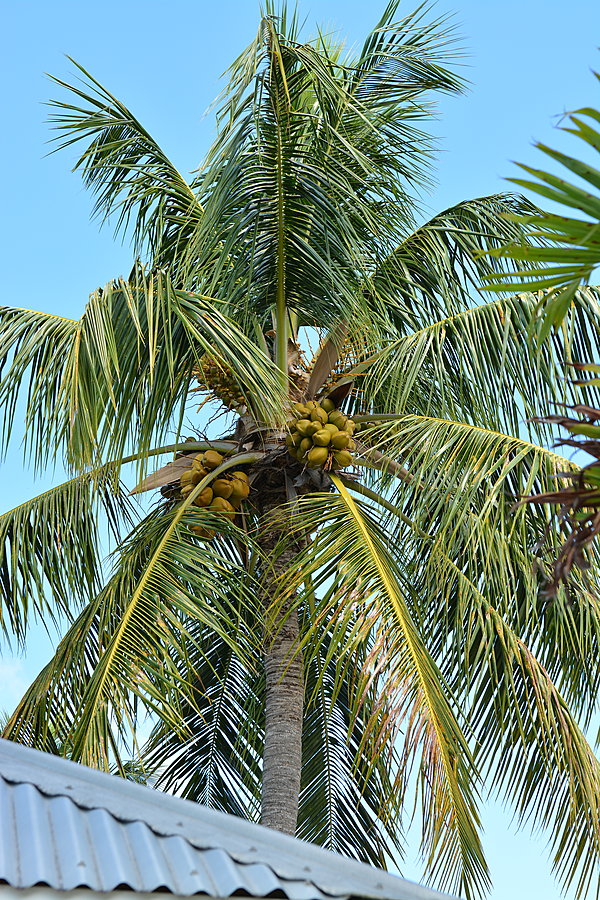 Kokosnødder