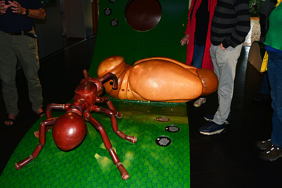 Modeller af insekter