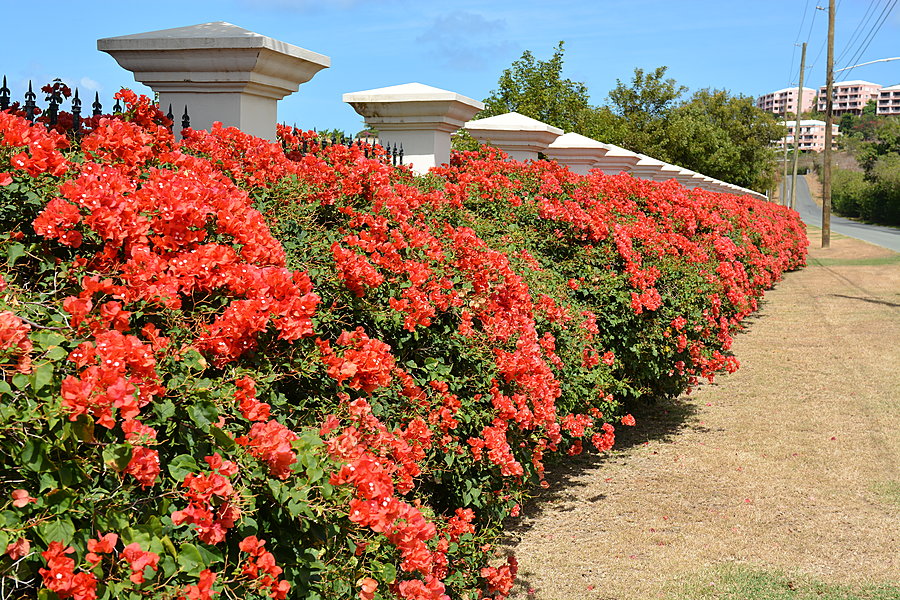 Blomsterhæk
