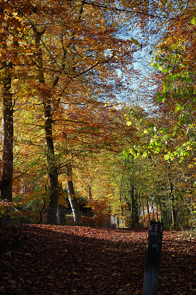 Gylden skov