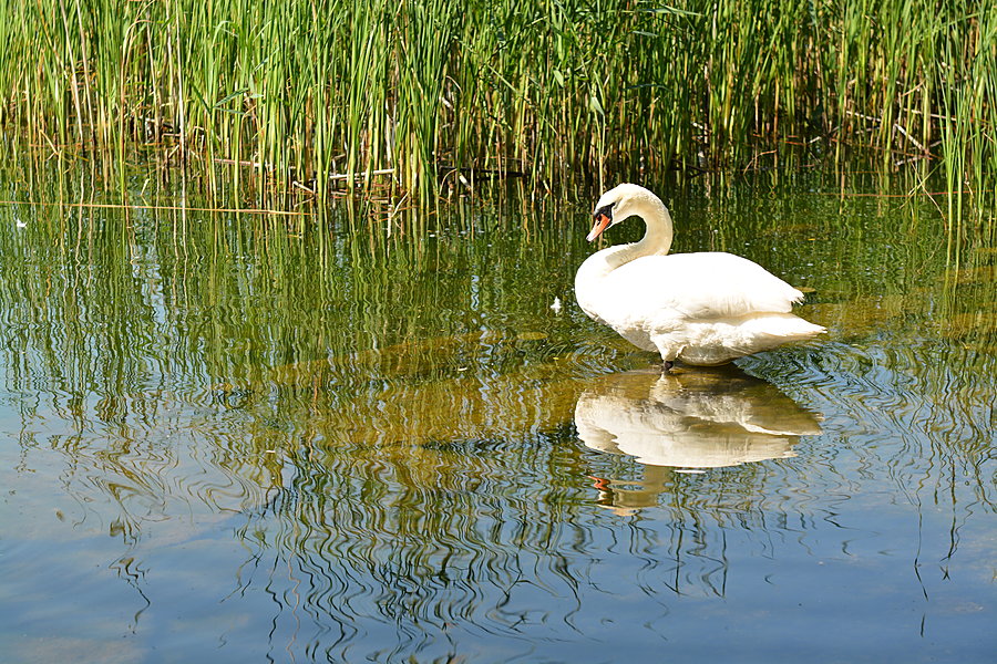 Svane