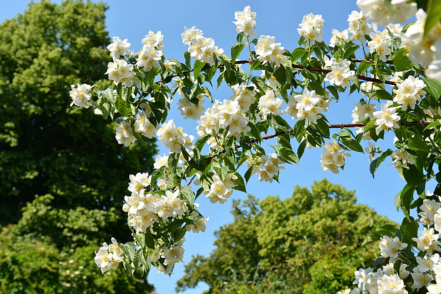 Blomstring