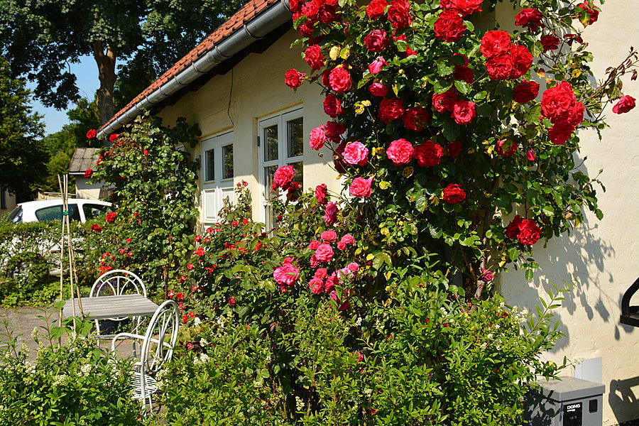 Hus med roser