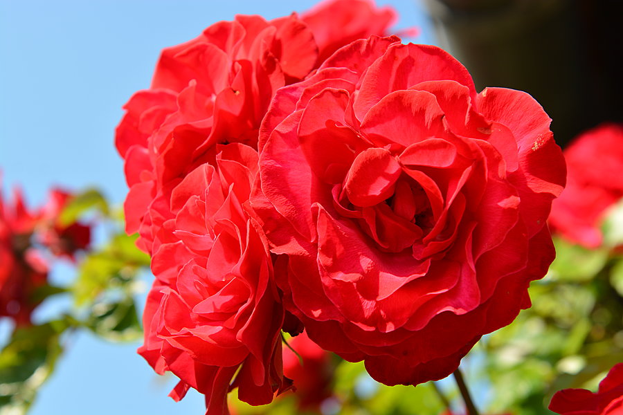 Rød rose