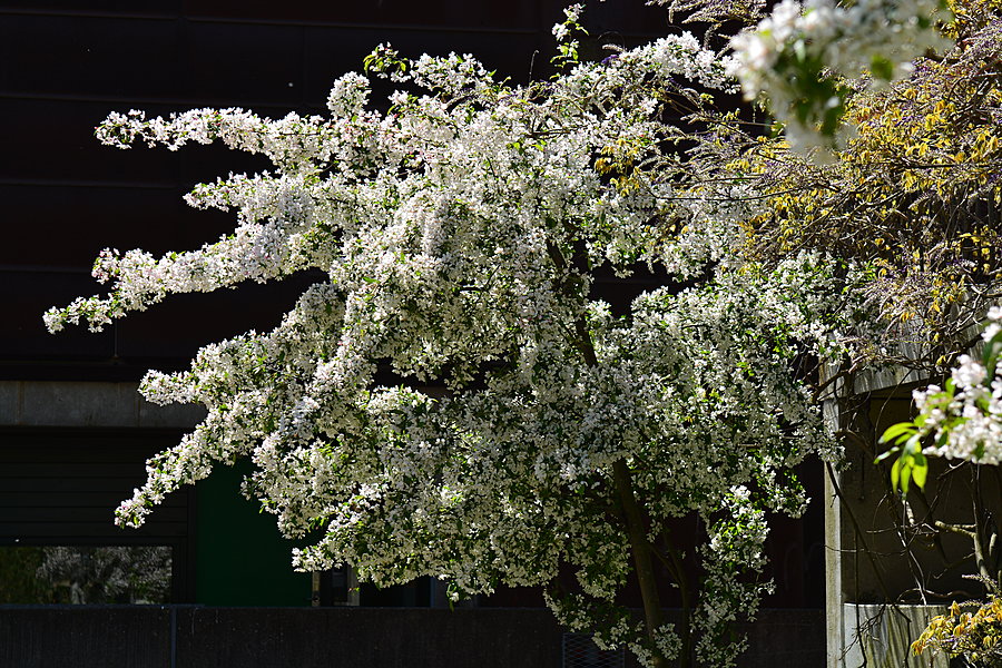 Sky af hvide blomster