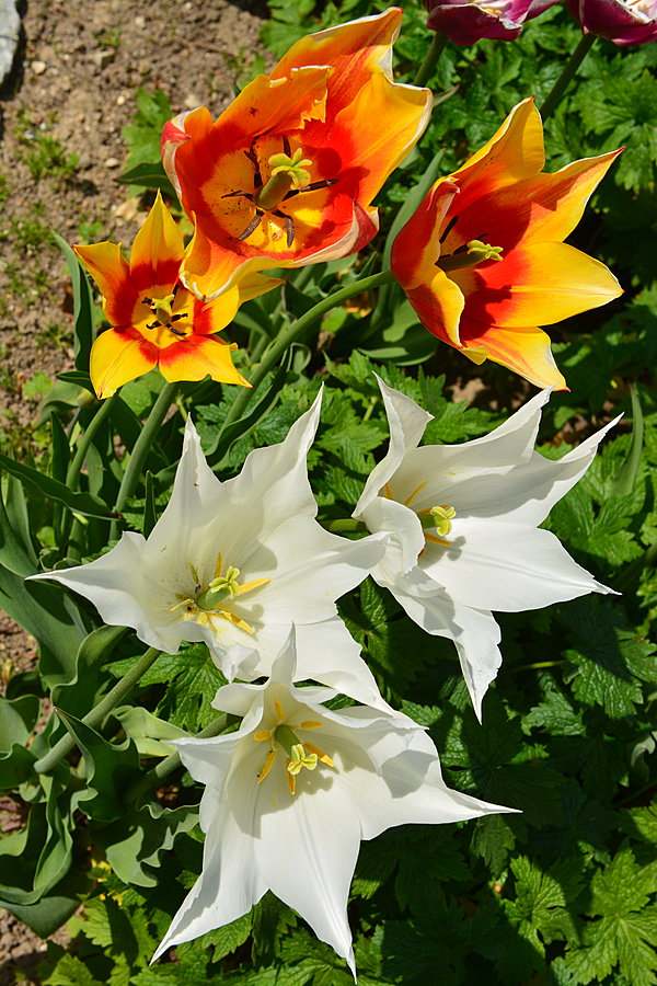 Tulipaner