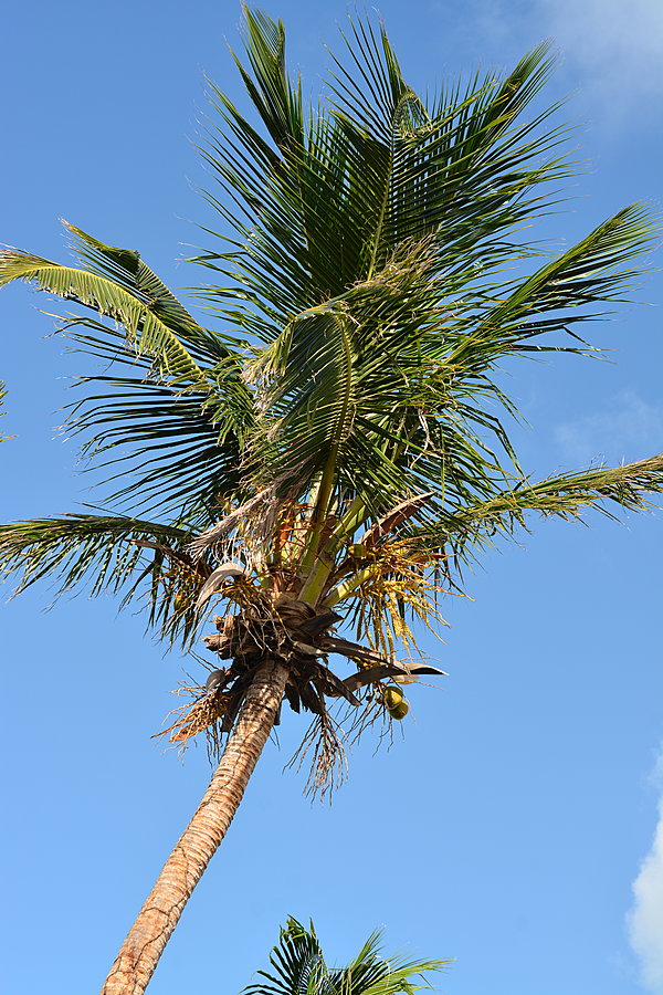 Palme