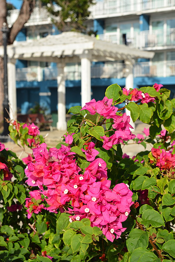 Blomster