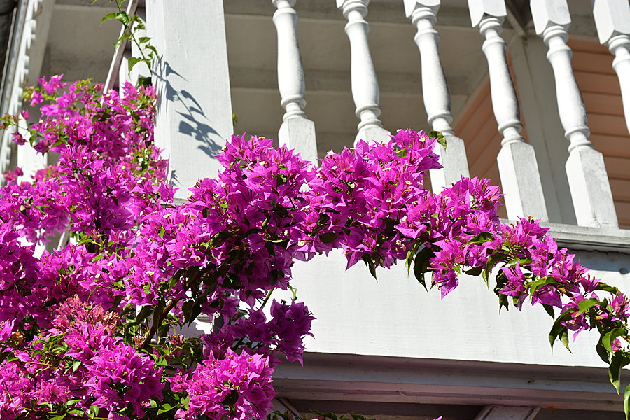 Blomster