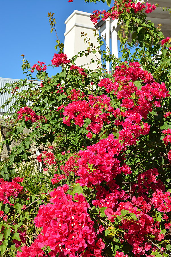 Blomster