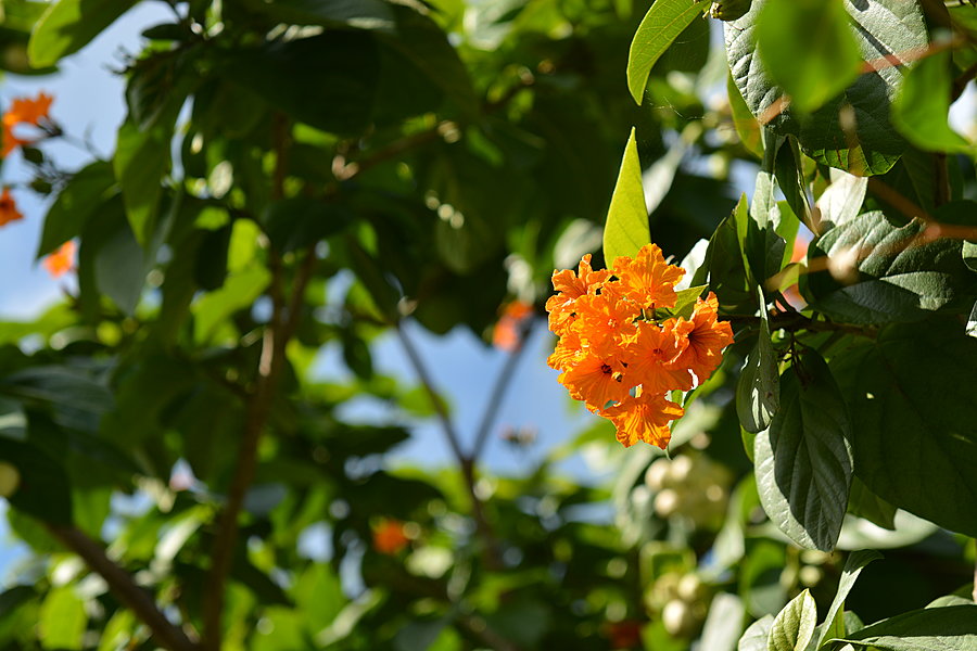 Blomstring